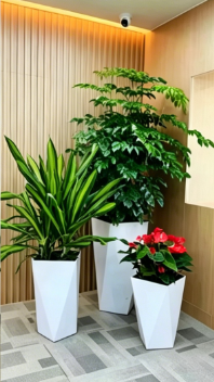 江北花卉租赁市场行业深度分析，全面解读